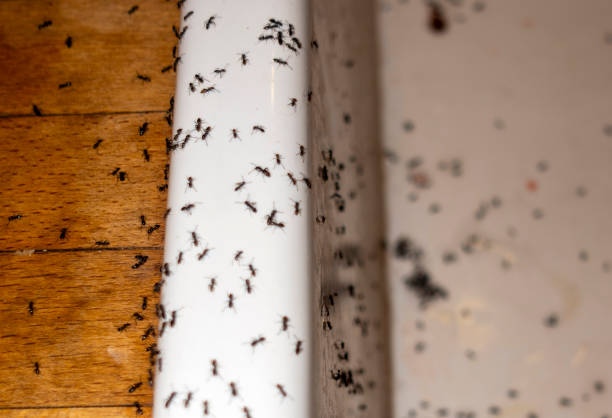 Best Insect Control  in Carlinvle, IL