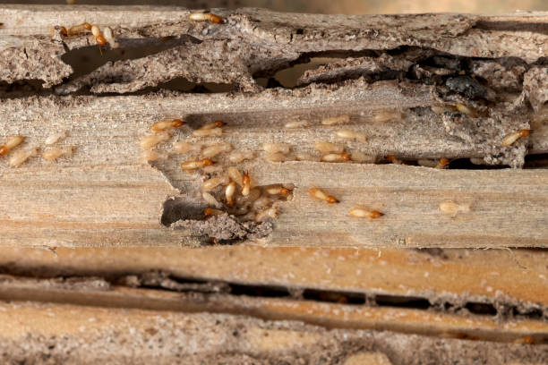 Pest Control Cost in Carlinville, IL
